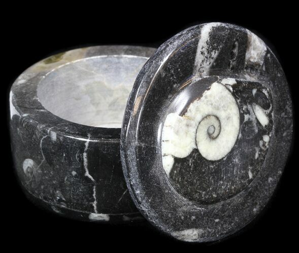 Small Fossil Goniatite Jar (Black) - Stoneware #38004